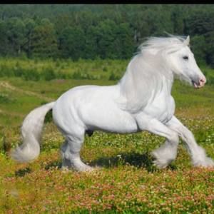 Meet your Posher, J-manuel